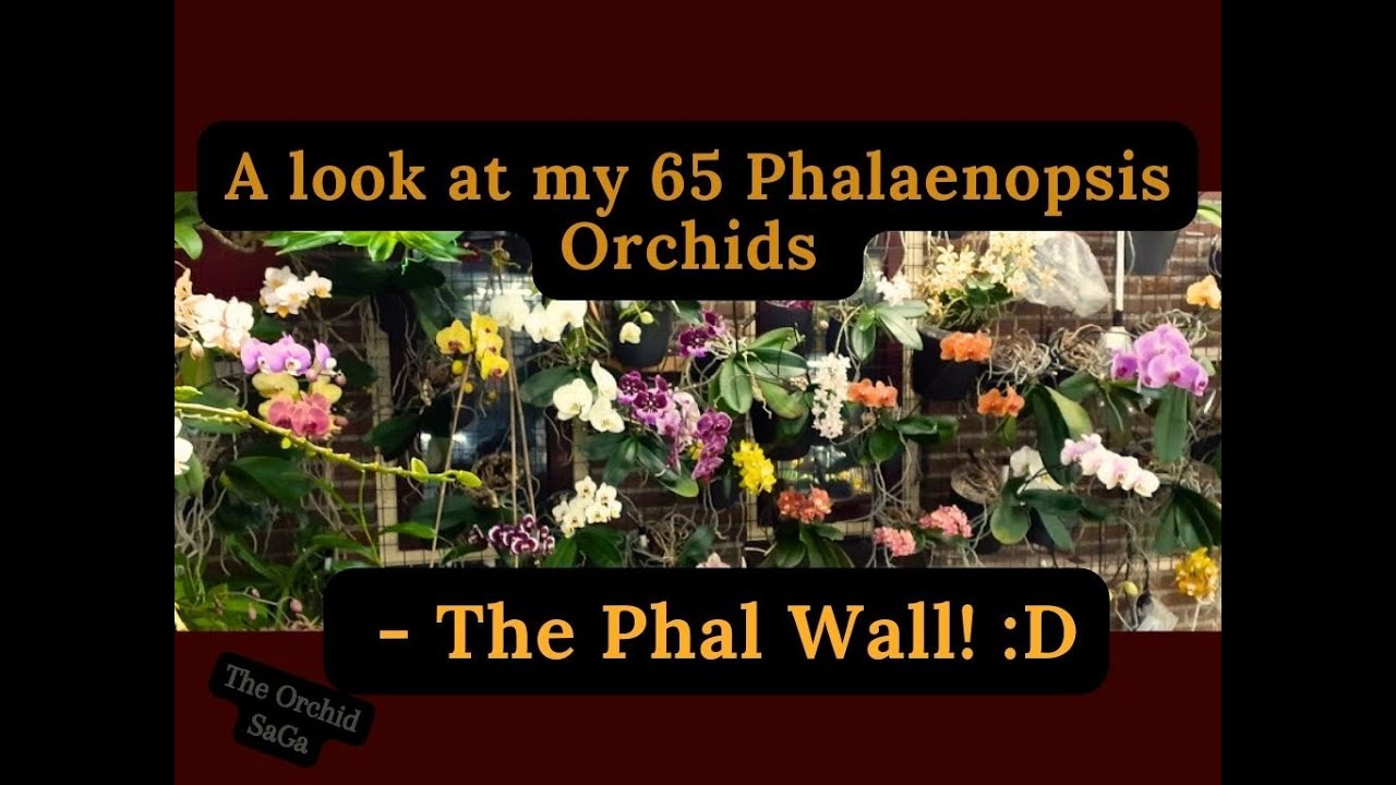 Взгляните на мои 65 орхидей фаленопсис! - The Phal Wall - :D