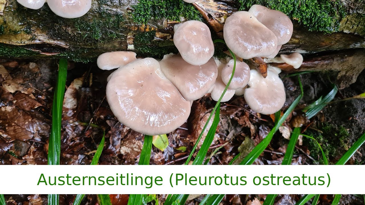 Austernseitling (Pleurotus ostreatus) - noch so ein un&uuml;blicher Zufallsfund