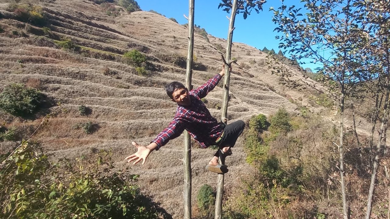 Climbing trees, enjoying fun chats with my brother and sister while grazing goats true villagelife🌿😊