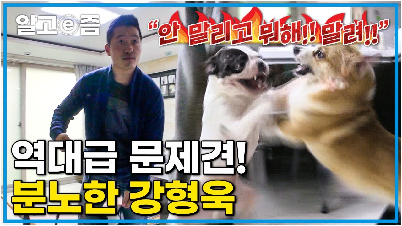 싸움 난 개들을 지켜보기만 한 보호자에 역대급 분노한 강형욱. 마주쳤다 하면 피를 보는 두 개들!│세상에 나쁜 개는 없다│알고e즘