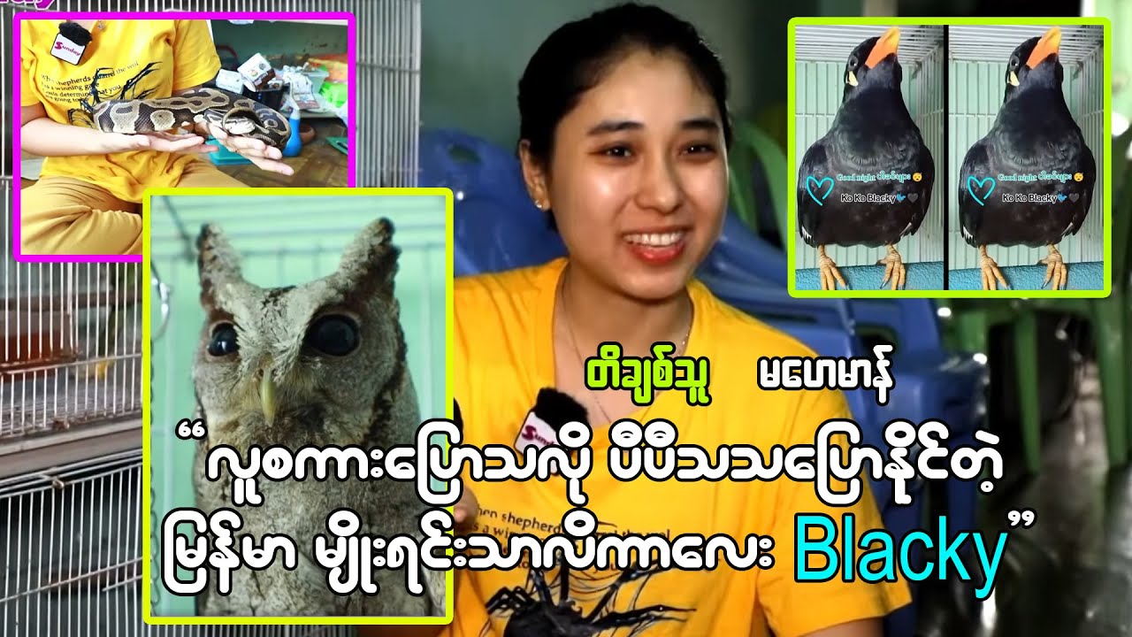 စကား ၂၁ခွန်းကို ပီသစွာပြောနိုင်တဲ့ မြန်မာ့မျိုးရင်း သာလိကာလေး Blacky