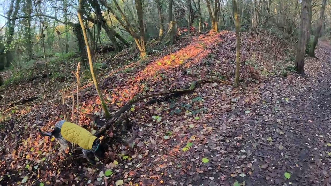 Walkies with Merlin - 25/11/25 - Morning Dog Walk