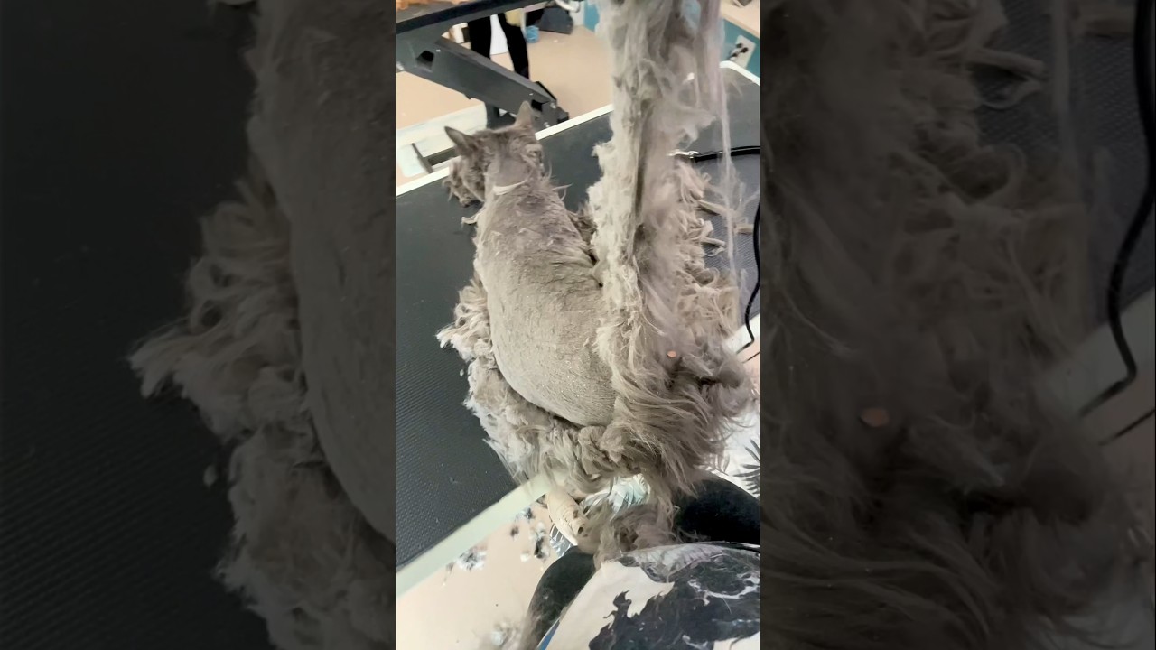 Relieving a Cat from her Matted Bindings!!!