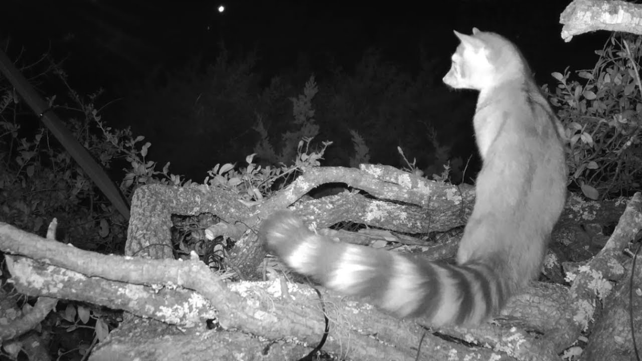 Ringtail exploring the owl nest platform