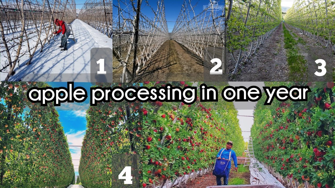 Así es el proceso de las manzanas cada Año/Process of apples in a full year, AMAZING 🍎🍏