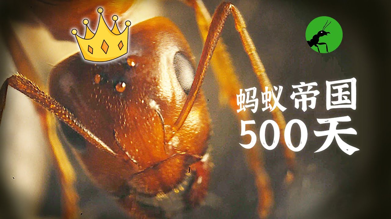 5分钟看完蚂蚁帝国500天