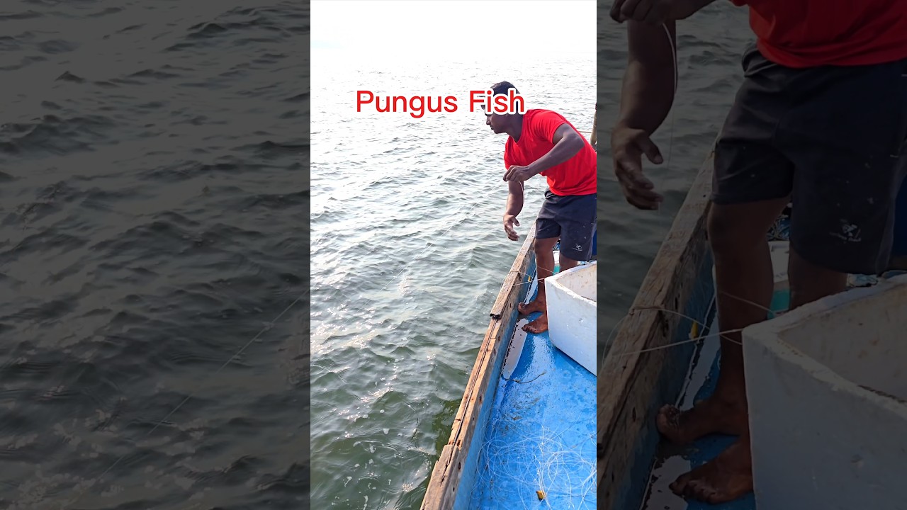 2 KG's Fish Godhavari Live Fishing #shorts #fishing #viralvideo #trending #ytshorts #fun #fish #live