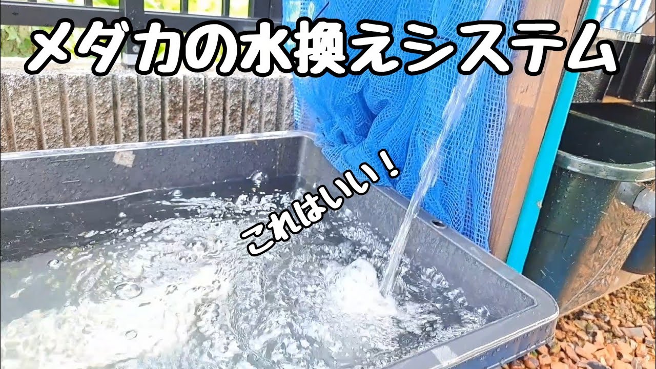 水換えシステムを改良して水をピカピカに【メダカ】