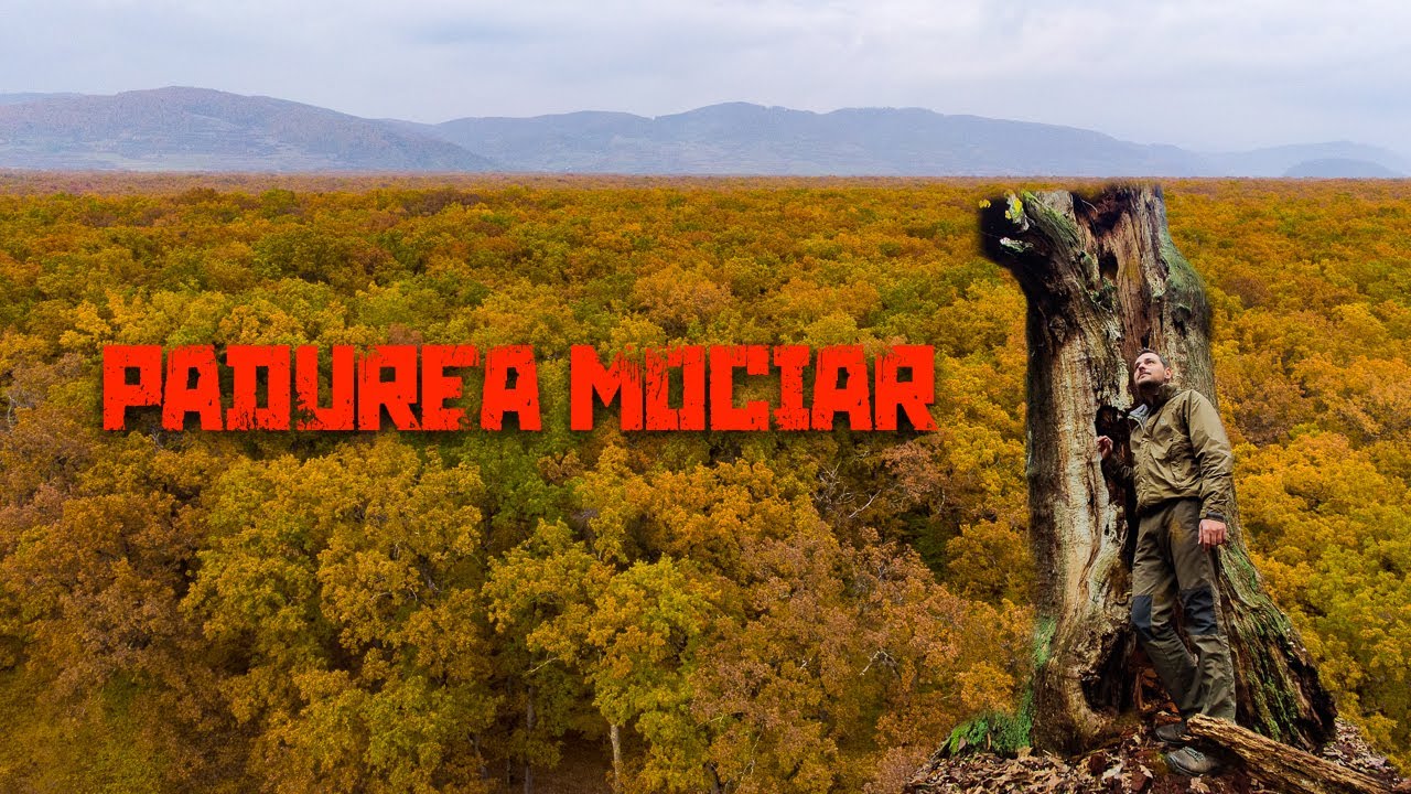 Cea mai batrana padure din tara! Padurea Mociar