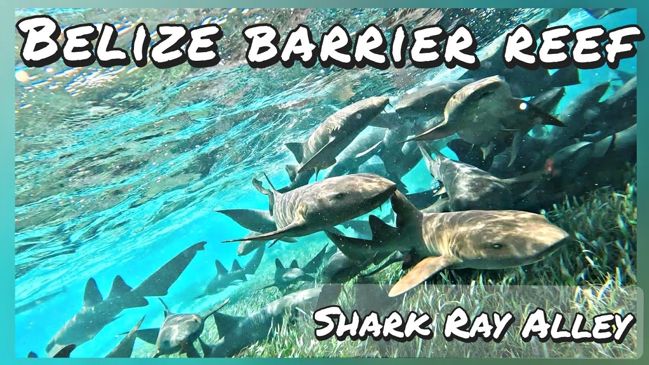 Belize Barrier Reef - Swim with Sharks @ Shark Ray Alley + Hol Chan - Snorkeling Tour,  Caye Caulker