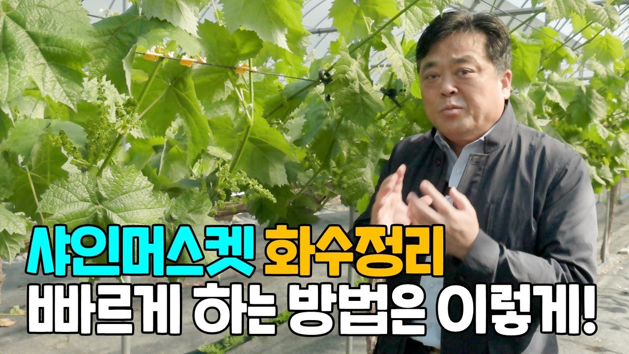 샤인머스켓 화수정리 하는방법 부초를 활용하세요