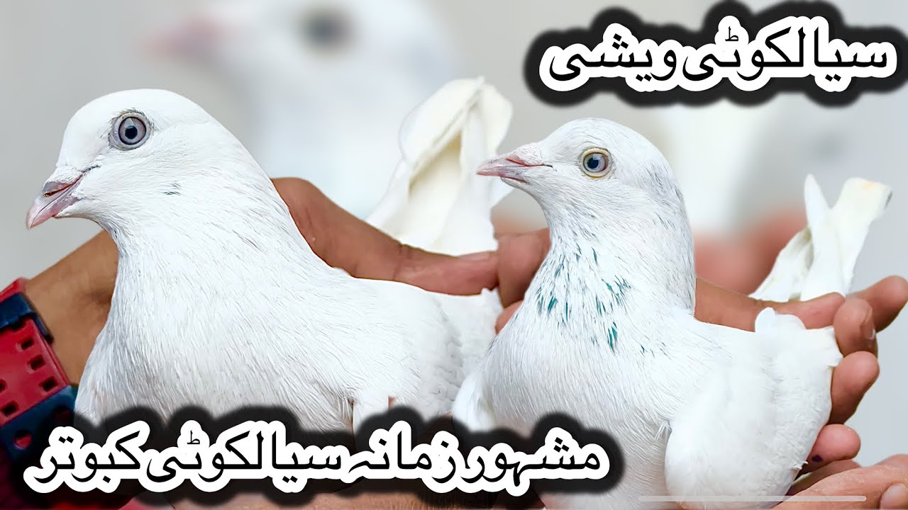 Sialkoti weshi kabooter 💯% asil + imam din + kasuri kmangher jodon walay high class kabooter