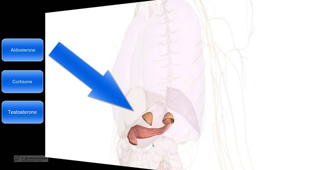 5.15 - Sistema endocrino. Anatomia riassunto le ghiandole principali.