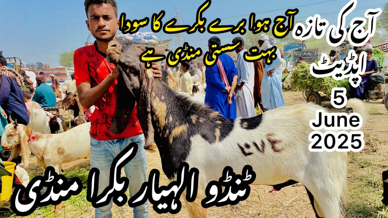Tando Allahyar Bakra Mandi Latest Update 5 June 2025 || Bakra Mandi 2025
