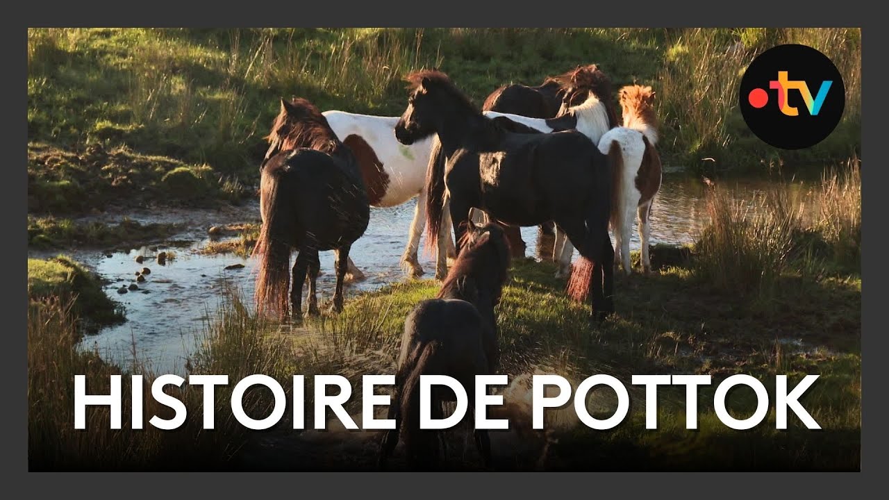 Pastore Lore : l'histoire de Pottok