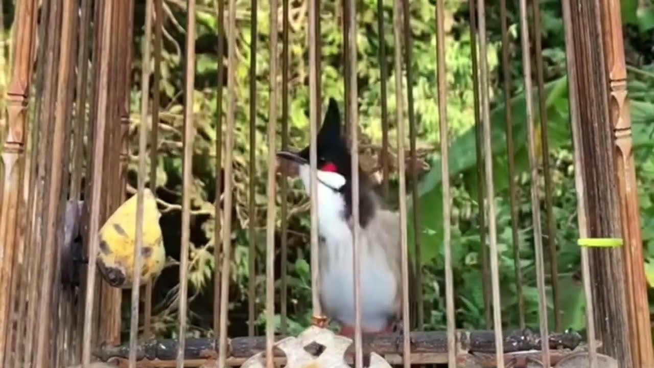 นกกรงหัวจุกเวียดนามเบิ้ล?ช่องไฟ🔥สวยๆ ช้าๆ ชัด ๆ สอนลูกนกก๊อฟติดเบิ้ล 💯%