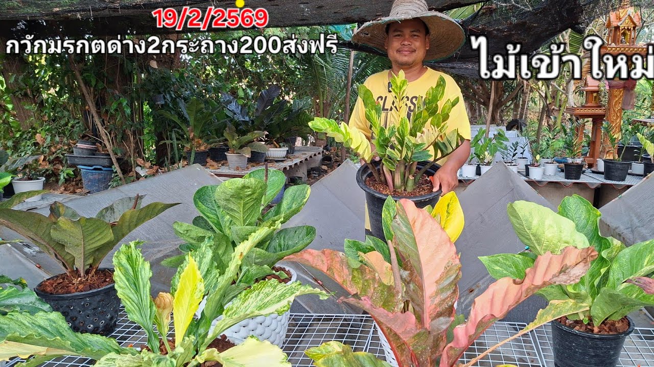 19/2/2569ไม้เข้าใหม่วันนี้ กวักมรกตดำด่าง500฿รวมส่ง กวักมรกตด่าง2กระถาง200ส่งฟรี มอนมิ้น400฿ 