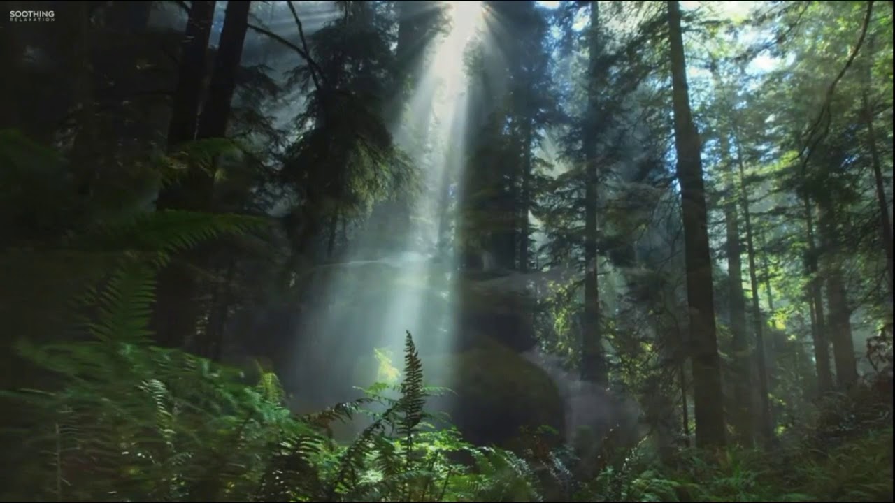 #nocopyright [No copyright] 10 minute video/footage of nature