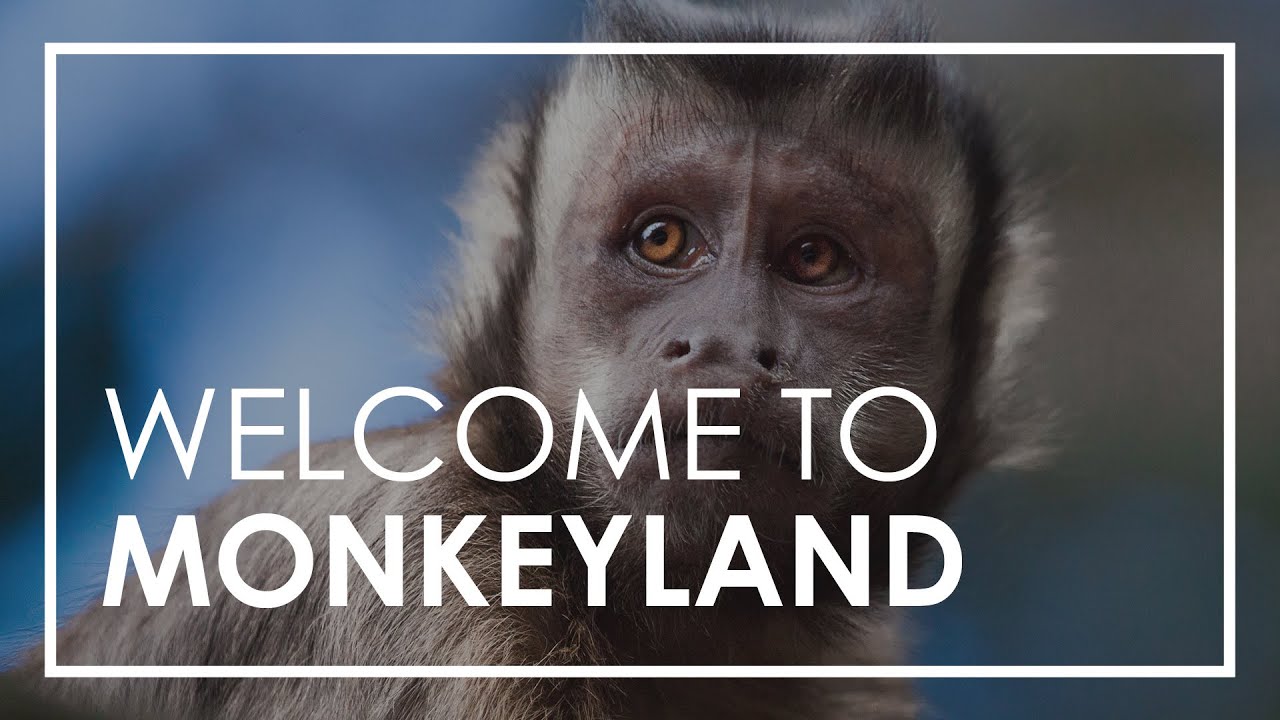 Walk with the Monkeys of Monkeyland! | Rhino Africa