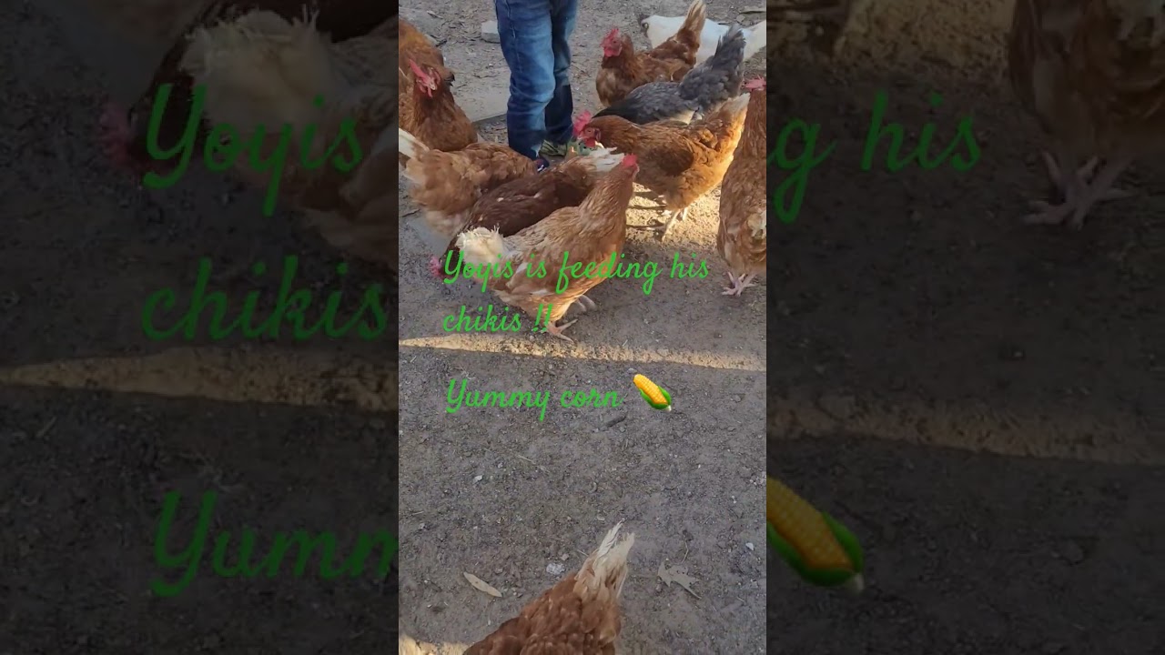 stop ✋️ Yoyis is feeding his chikis 