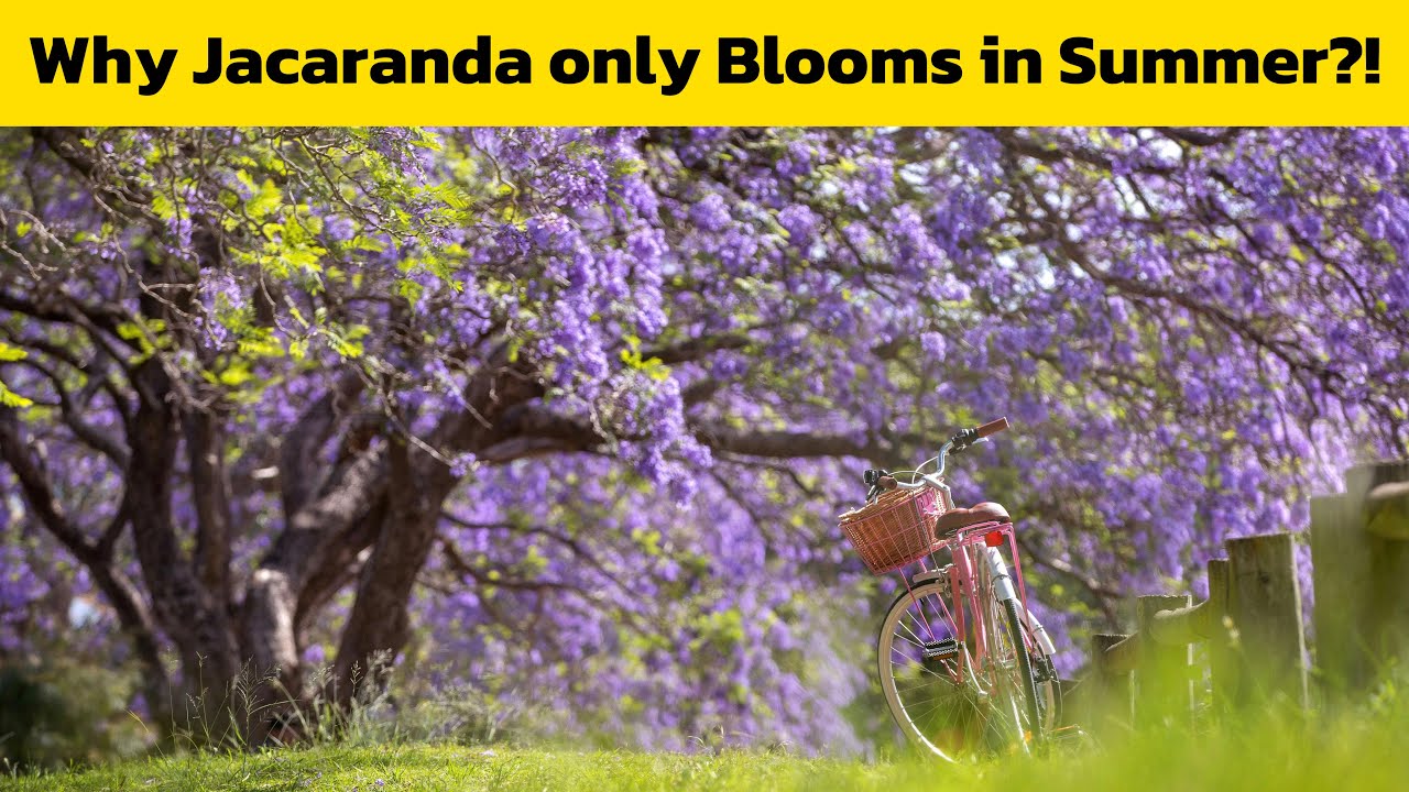 Facts you didn’t know about Jacaranda | Interesting facts