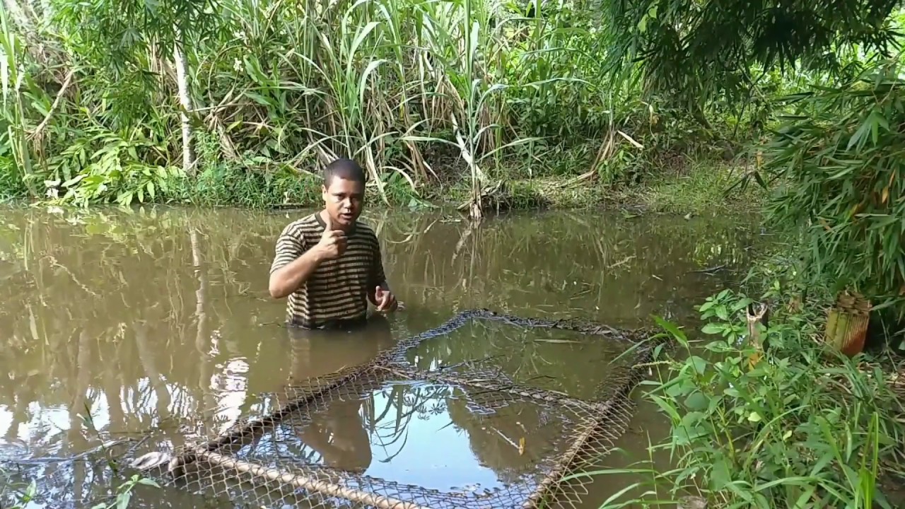 Gaiola para tilápias