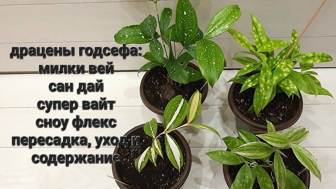 драцены годсефа, 4е вида: милки вэй, сан дай, супер вайт, сной флекс