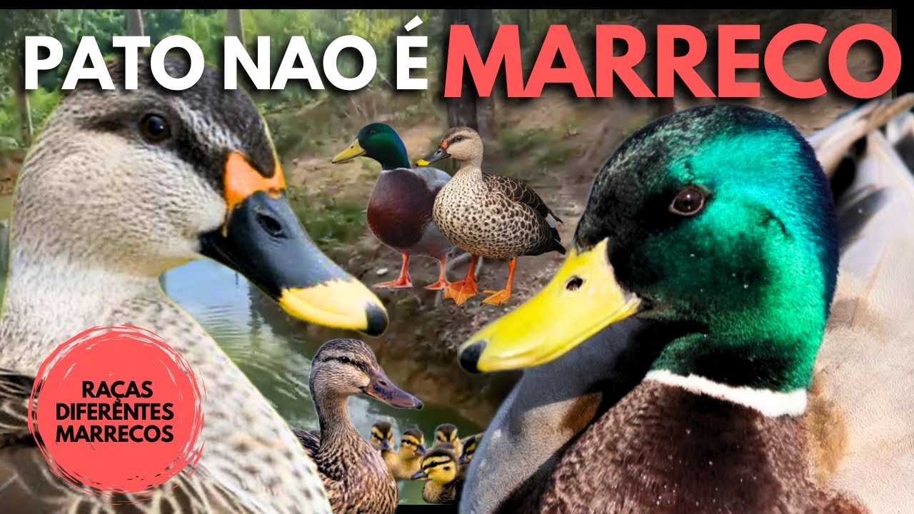 Tudo Sobre Marrecos — Raças, Alimentação, Bem-Estar e Como Cuidar Corretamente