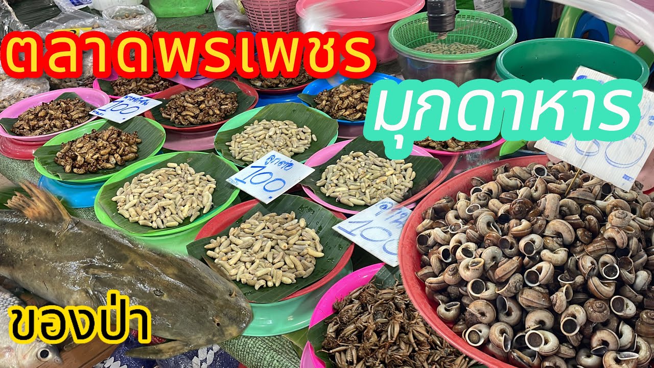 ตลาดแลง ของป่า จ.มุกดาหาร หอยเดื่อ แมงจิหล่อ ต่อหัวเสือ อาหารแซ่บ แนวกินหลายคัก