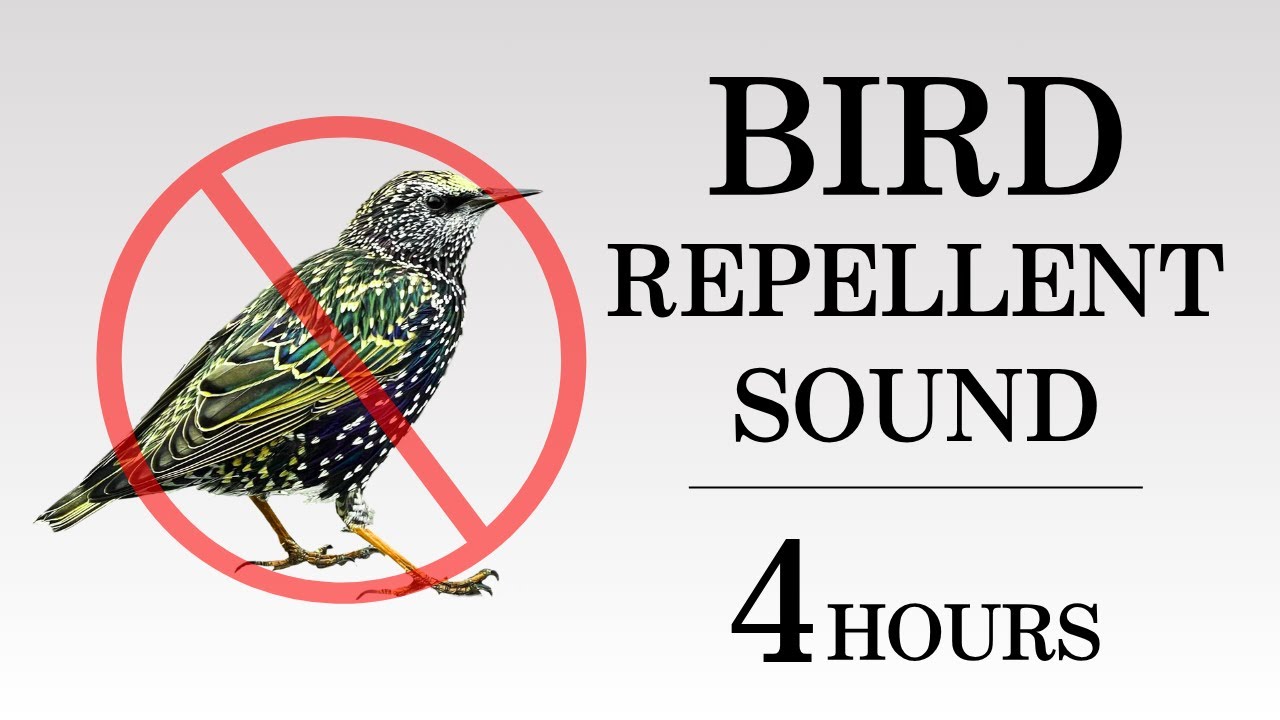 Ultrasonic Bird Repellent Sound | Keep Pigeons, Crows, Starlings Away | 4 Hours