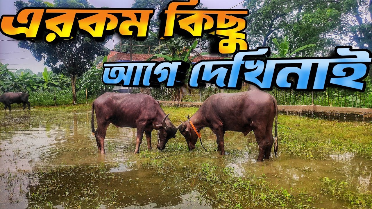 খামারের সব মহিষ আজকে খুশি ☺️ || ছেড়ে মহিষ পালন || Purbasha Agro