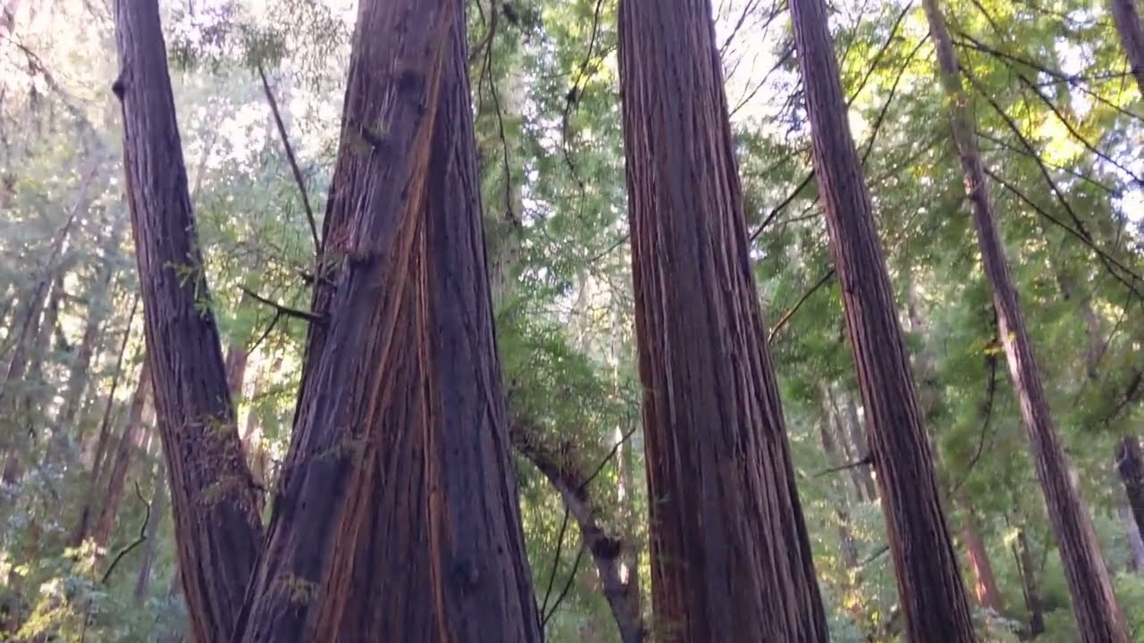 Muir Woods - Cathedral Grove. Music by Hilton Schilder.