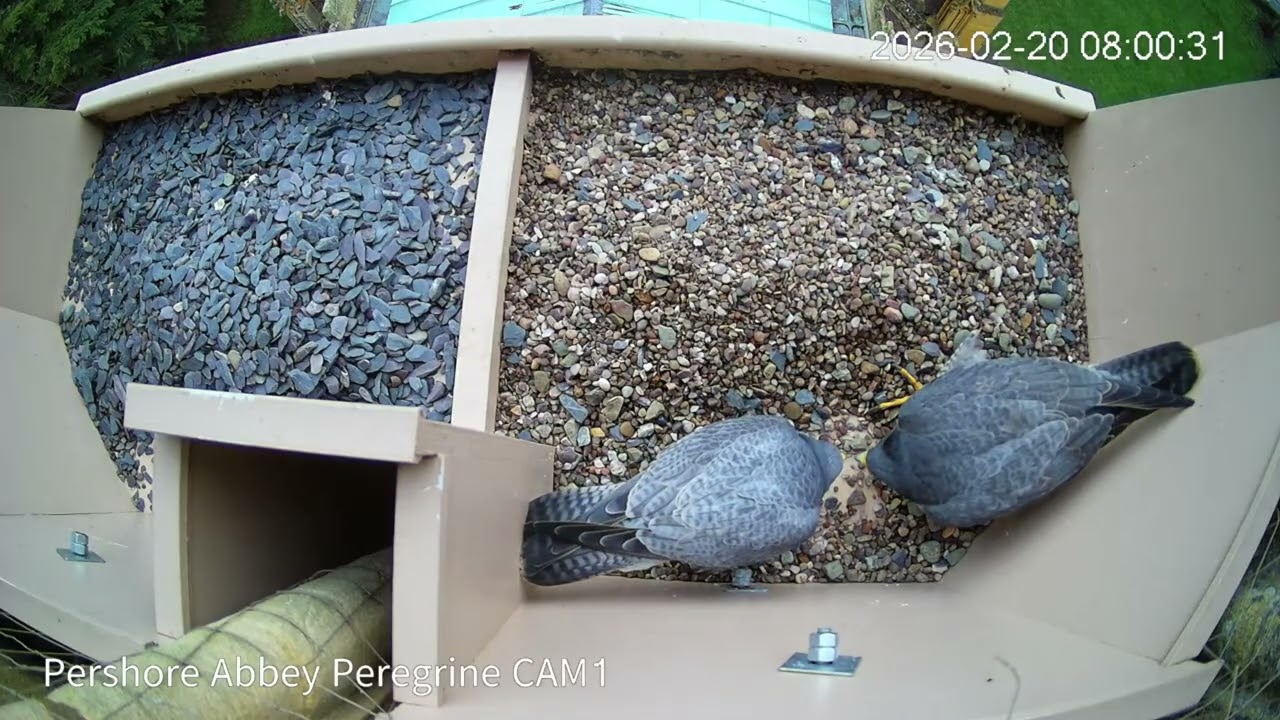 Peregrine 20260220 0758 Intimate conversation followed by a scrape and some stone sorting