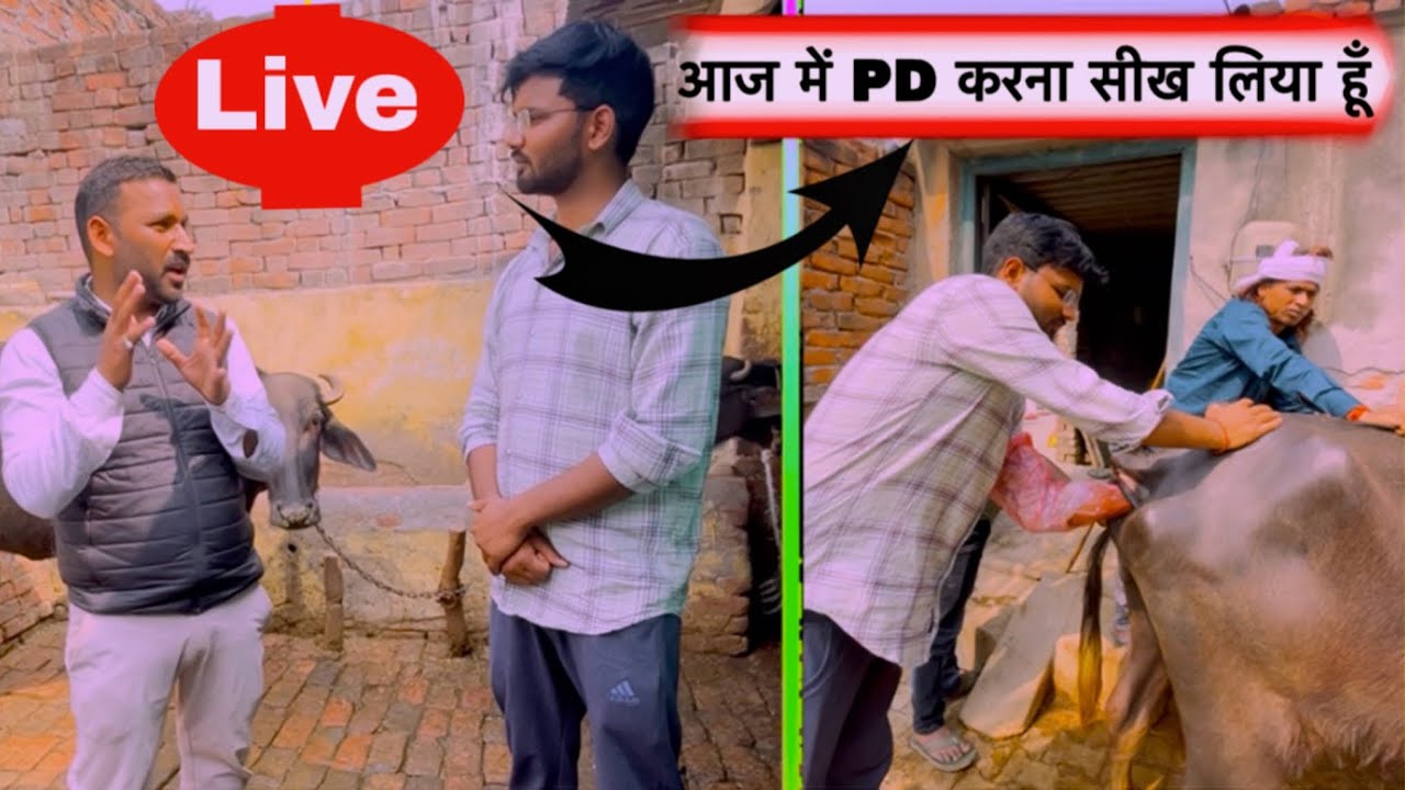 AI,PD field Practice ! Artificial insemination and Pregnancy diagnosis in cattle & Buffalo 