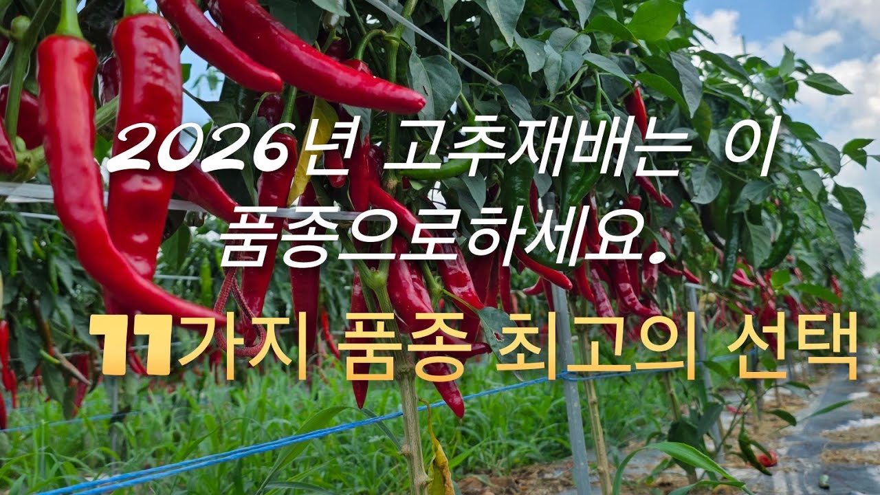 2026년 고추농사준비 최고의 품종은? 11가지 품종 소개