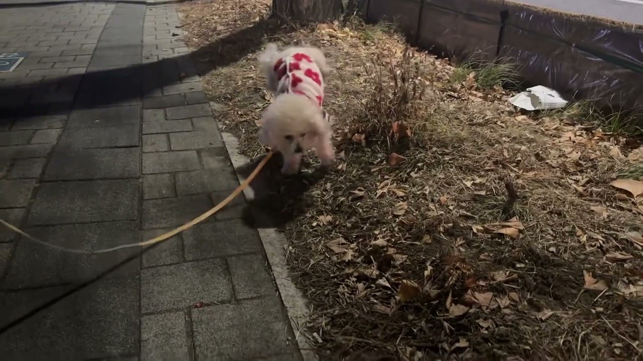 두유짧은산책  walk my dog 2026년1월1일  너무추워 산책거부