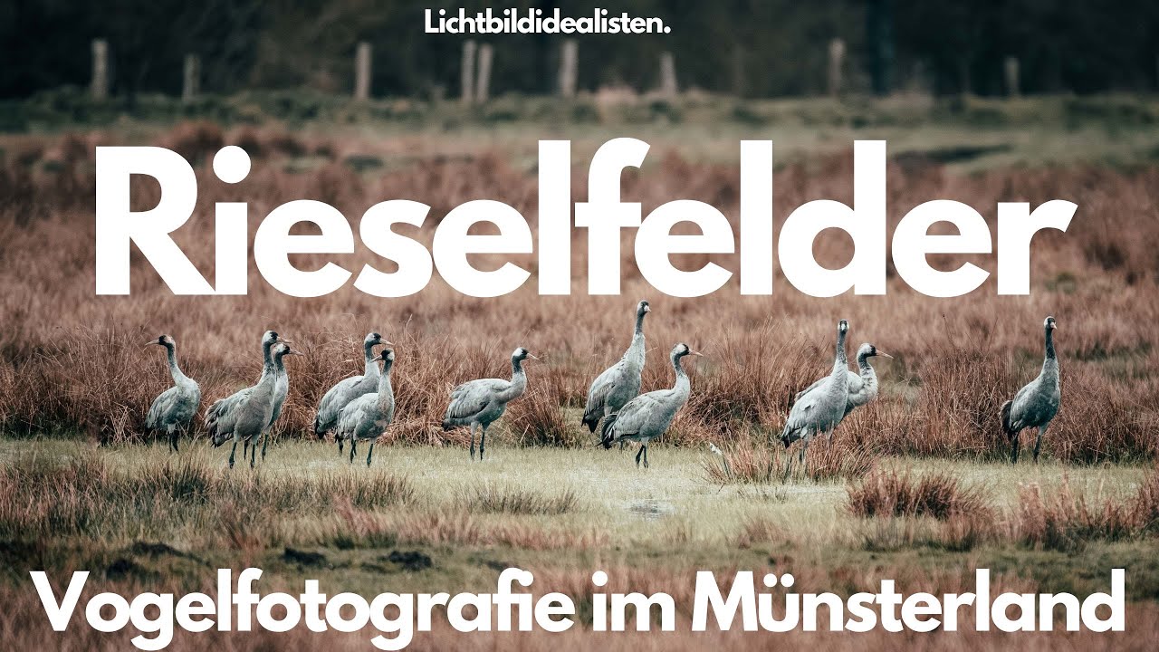 Rieselfelder Münster - Wildlife Walk - Vögelfotografie