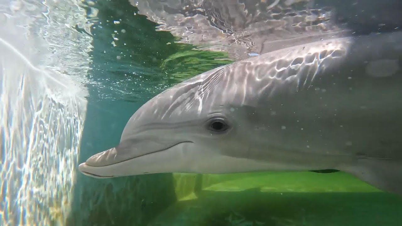 Orphaned Dolphin Has a New Home