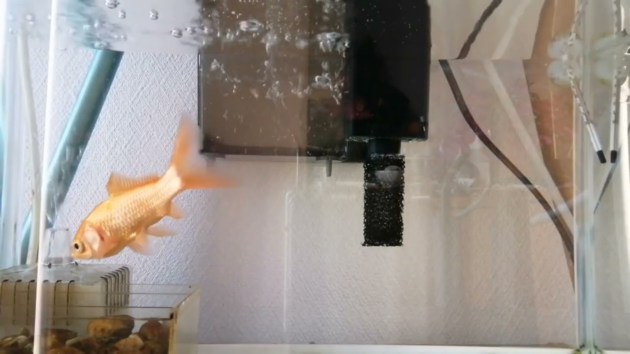 べ〜ちゃんの金魚飼育日記　931日