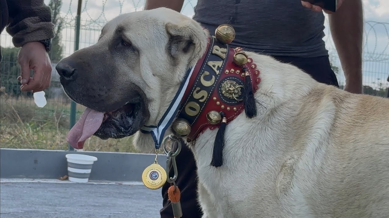 200 ÇOBAN KÖPEĞİ BİRİNCİ OLMAK İÇİN YARIŞTI ! BALIKESİR 