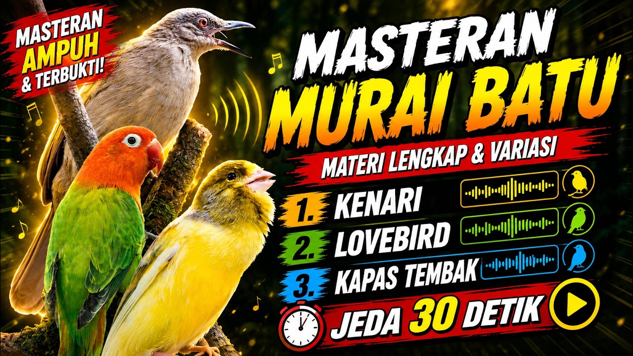 Masteran Murai Batu Materi Kenari Lovebird Kapas Tembak Jeda 30 Detik #masteranmuraibatu #muraibatu