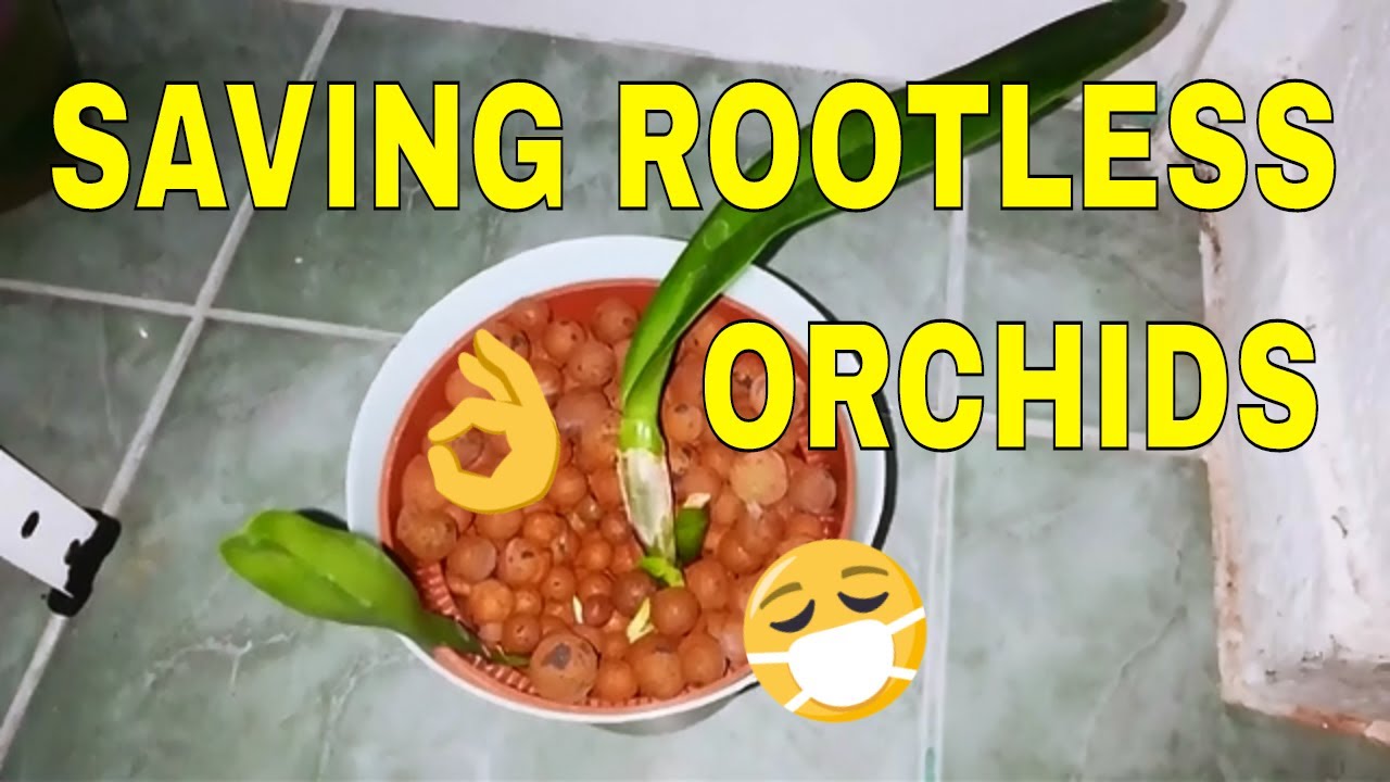Saving Rootless Orchids -  no hassle method