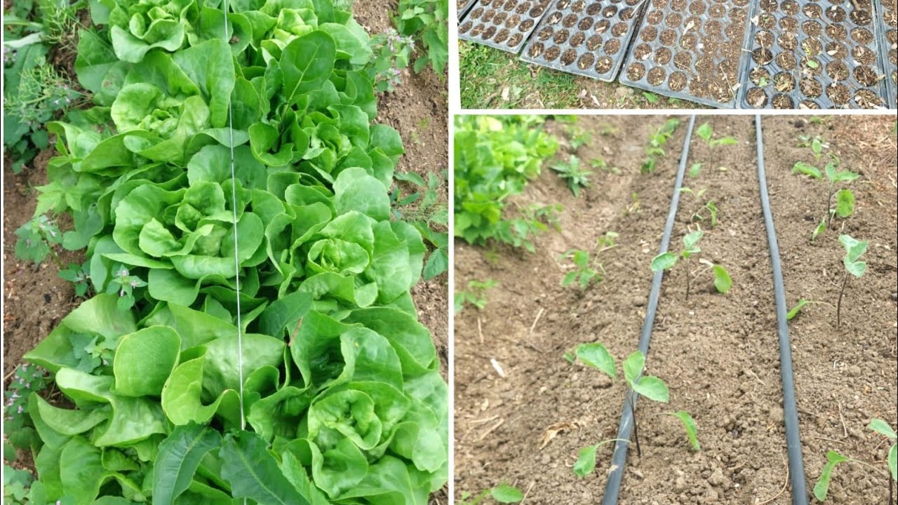 Grădina la 23.04 2025