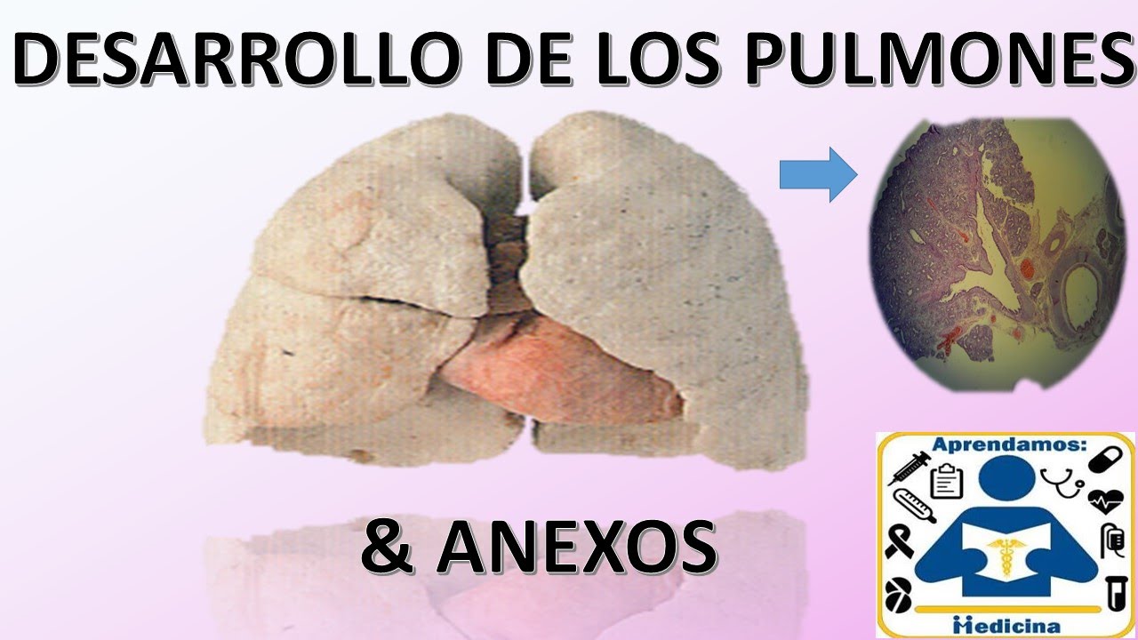 Embriologia: Desarrollo Bronquio Pulmonar/ Aparato Respiratorio