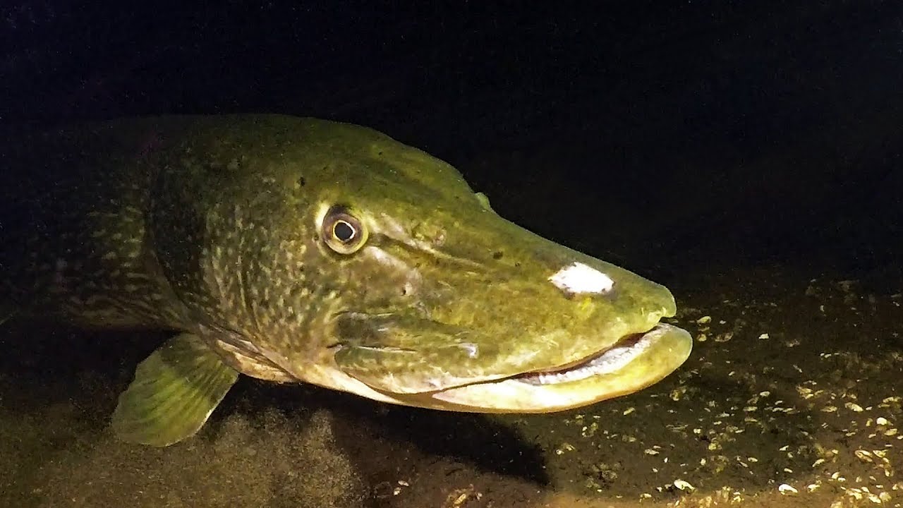 Dagje duiken met de boot Vinkeveense Plassen - deel 2