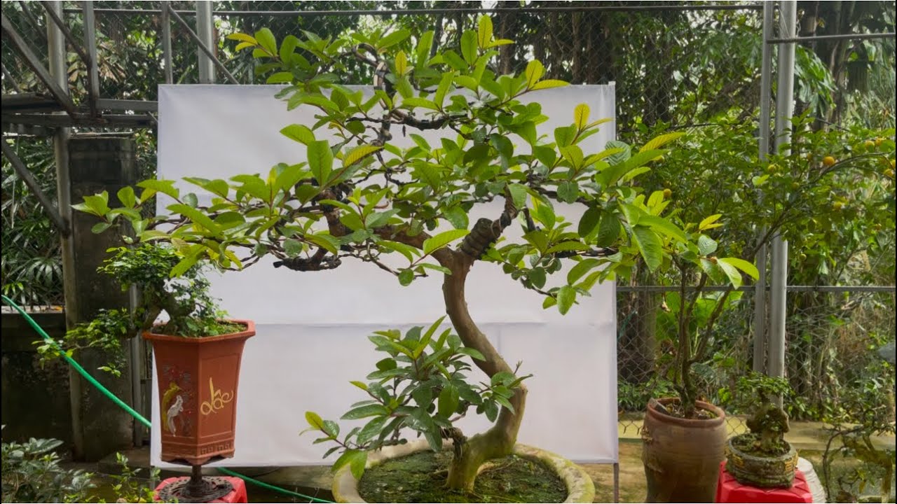 Báo giá công khai cây ổi Bonsai duối và mộc hương Bonsai lh 0989253016