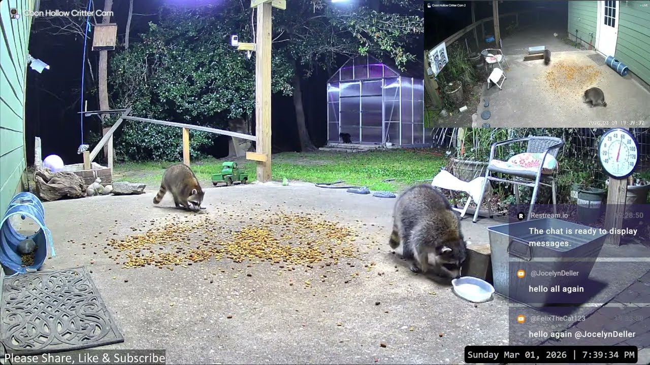 LIVE Nighttime Raccoons, Opossums, Foxes in South Carolina March 1-2, 2026