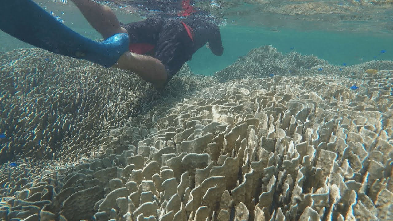 【海洋保育】重返魚湧之海｜石垣島的挑戰 (我們的島 第921集 2017-09-04)