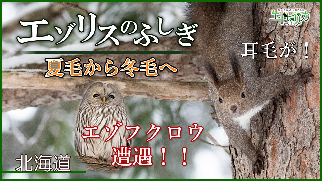 【エゾリスのふしぎ】夏毛から冬毛に変身！エゾリスの毛は伸びるんです！耳毛が！秋にはエゾフクロウに遭遇するハプニングも！