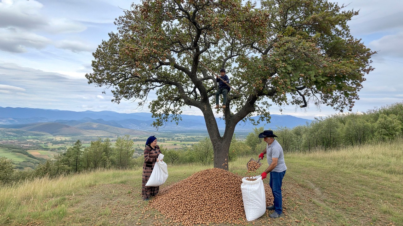 Кофе из белого желудя: редкий горный рецепт, который никогда не стоит пробовать в одиночку